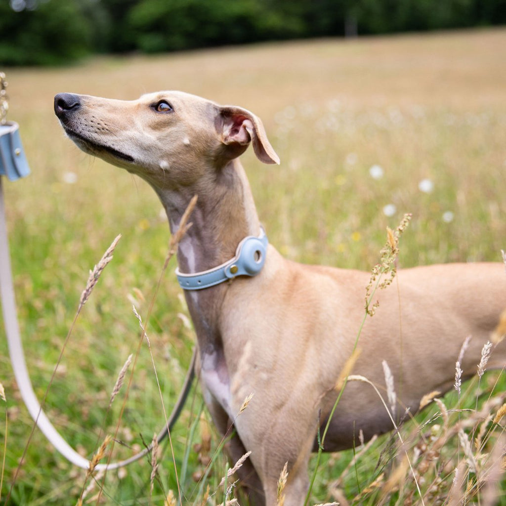 Collar - Air Tag Enabled - Vegan Leather - Cupertino